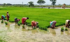 Nagapattinam samba season 2025: Uneven rains aid prep, farmers await irrigation clarity