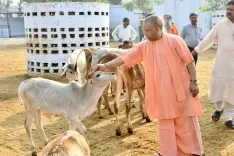 How is the UP government making cow shelters self-sustainable?