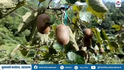 Uttarakhand CMO Spotlights Chamoli's Kiwi Farming Rise