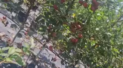 उत्तराखंड में सेब क्रांति का आगाज : नई तकनीक से सेब की खेती कर रहे 100 किसानों को मिला सम्मान 