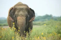 क्या उत्तराखंड के रामनगर में हाथी के हमले ने लोगों में दहशत का माहौल पैदा कर दिया?