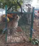 क्या उत्तराखंड के ऊधम सिंह नगर में गुलदार की दहशत बढ़ रही है?