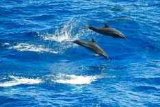 चीन के विदेश मंत्री वांग यी ने समुद्री जैव विविधता पर समझौते की तैयारी बैठक में दिया वीडियो संबोधन