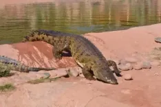 WII survey counts 586 saltwater crocodiles in Andaman and Nicobar Islands