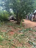 Wild elephant electrocuted in MP's Mauganj by exposed power line near Malakpur