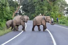 How Did a 55-Year-Old Woman and Her Granddaughter Fall Victim to Wild Elephants in Valparai?