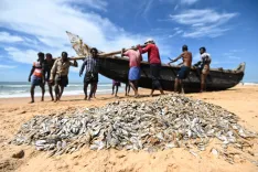 How is India Promoting Sustainability and Growth in Fisheries on World Fisheries Day?