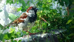 विश्व गौरैया दिवस: छोटे पक्षियों के संरक्षण का वैश्विक आंदोलन