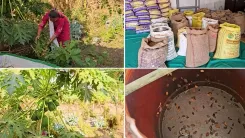 तापी की महिला किसान अरविंदाबेन: जीरो बजट फार्मिंग में 22 फसलें उगाने की प्रेरणादायक कहानी