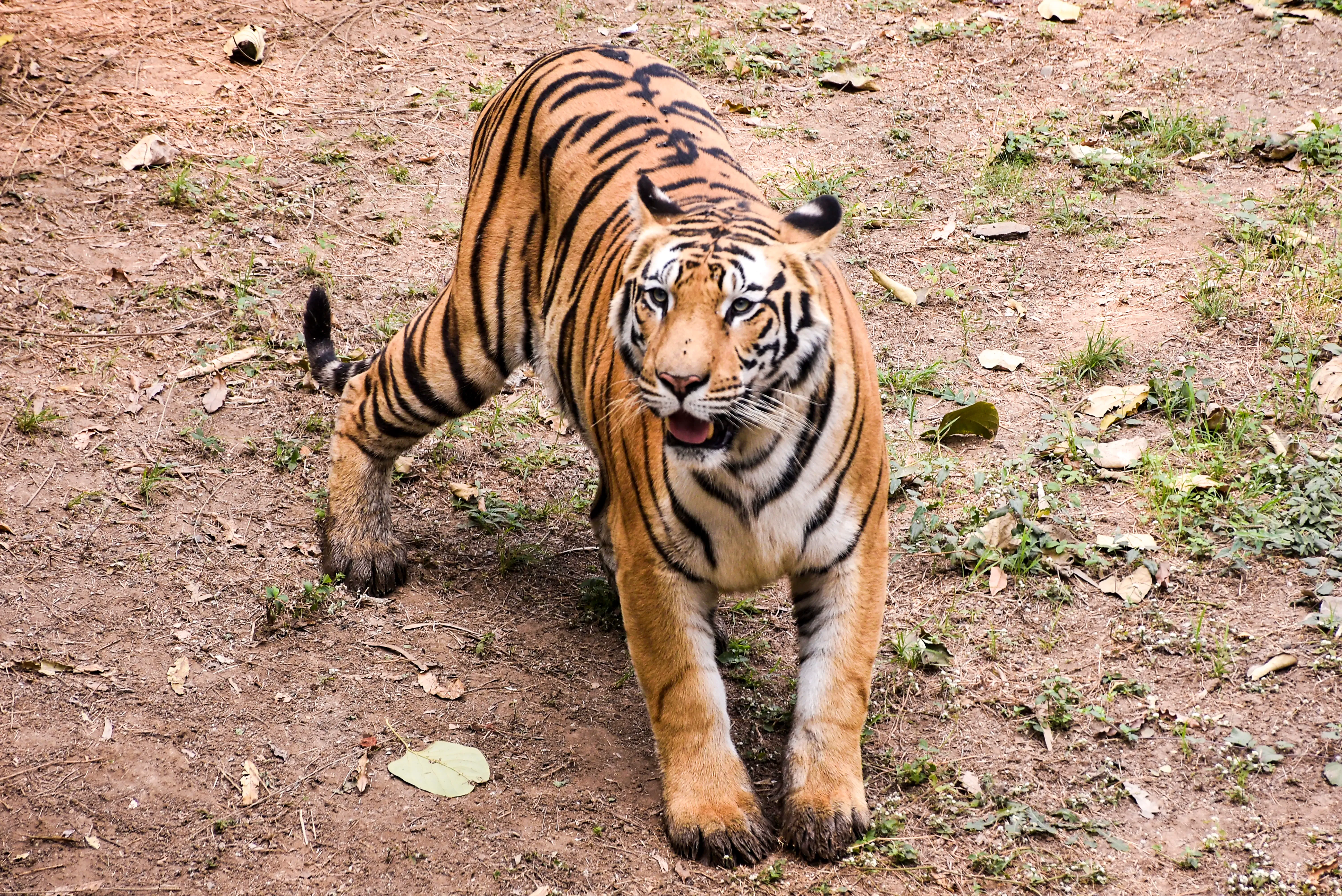 Why is a tiger roaming near Rajahmundry town?