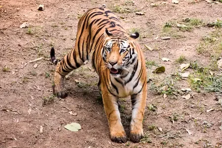 Why is a tiger roaming near Rajahmundry town?