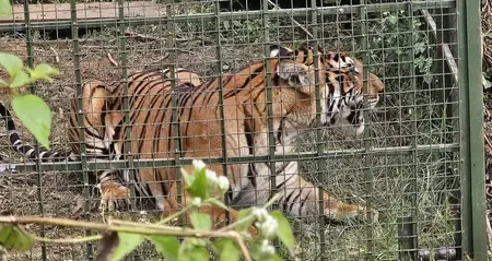 Was a Tiger Responsible for Killing 13 Cows in TN's Gudalur?