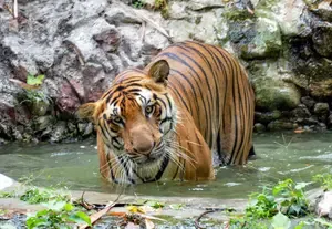 Was the Tiger That Terrorized Villages in Andhra Finally Captured?