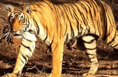 Injured tigress captured near Chamarajanagar after days of fear in villages