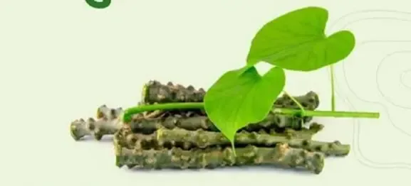 क्या गिलोय तीन दोषों को संतुलित करके कैंसर से लड़ने में मदद कर सकती है?