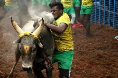 Will TN Bull Owners Get the DMK's Promised Support as Jallikattu Season Nears?