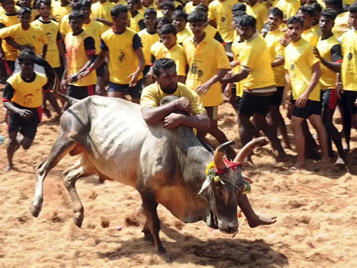 Are TN Bull Owners Demanding Changes in Jallikattu Token Approval Process?