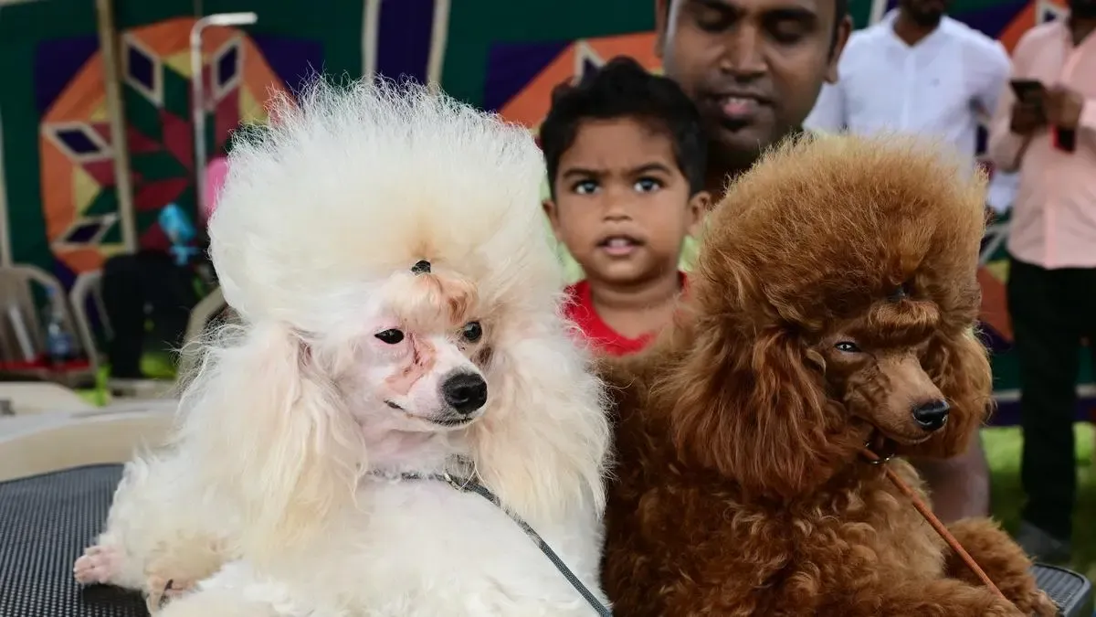 Is Chennai's Pet Dog Registration Approaching One Lakh?