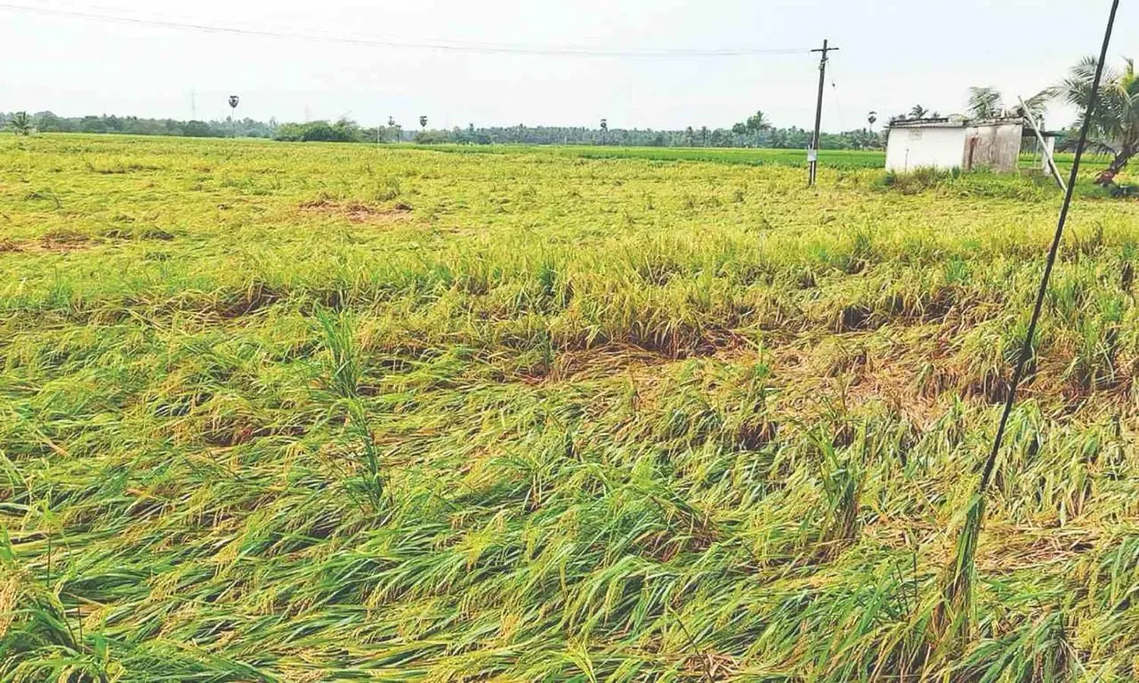 Should TN Delta Farmers Receive Rs 35,000 per Acre as Compensation for Crop Damage?