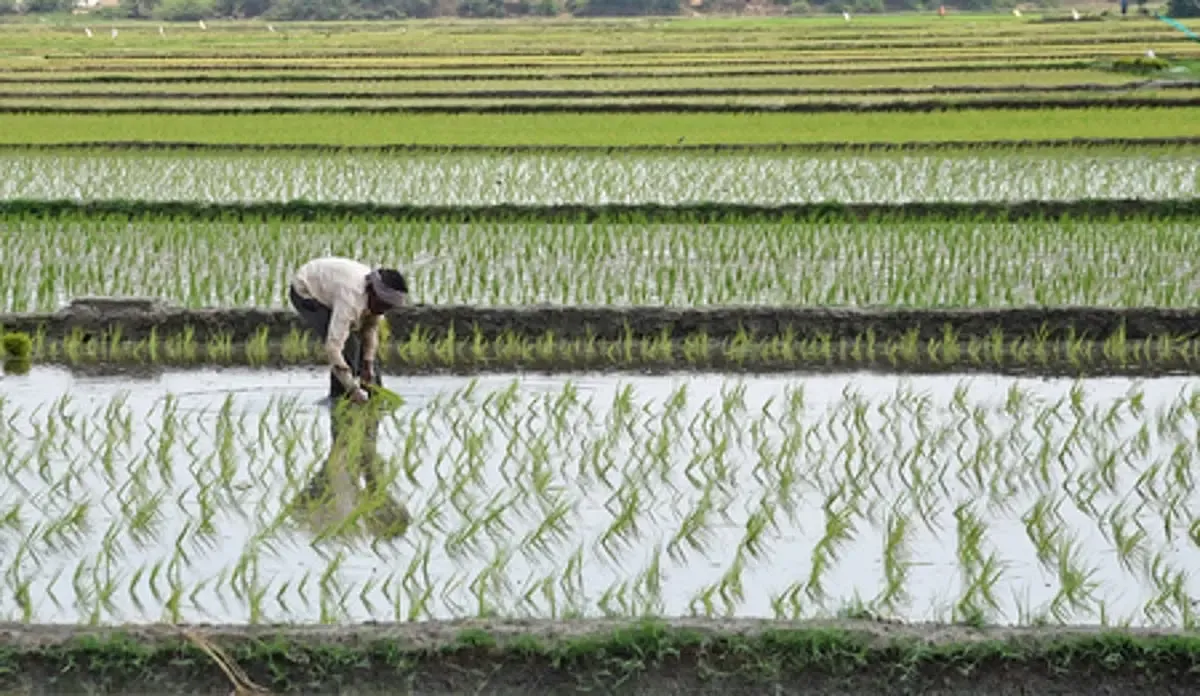 Kuruvai paddy yield falls in TN Cauvery delta as heat, water stress bite