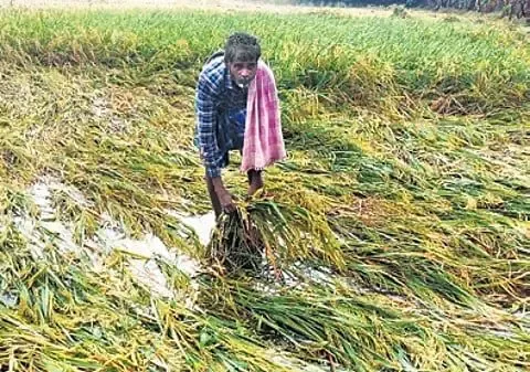 Will TN Delta Farmers Receive Timely Compensation for Their Damaged Crops Before Pongal?