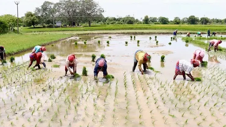 Samba paddy crisis: Flooded fields in Thanjavur, Tiruvarur threaten TN delta farmers