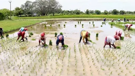 Samba paddy crisis: Flooded fields in Thanjavur, Tiruvarur threaten TN delta farmers