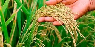 Farmers in Tamil Nadu Delta Call for New Paddy Varieties Post Samba Crop Failure