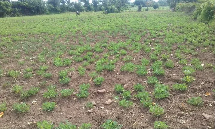 Dharmapuri groundnut farmers seek KRP canal water amid drought crisis