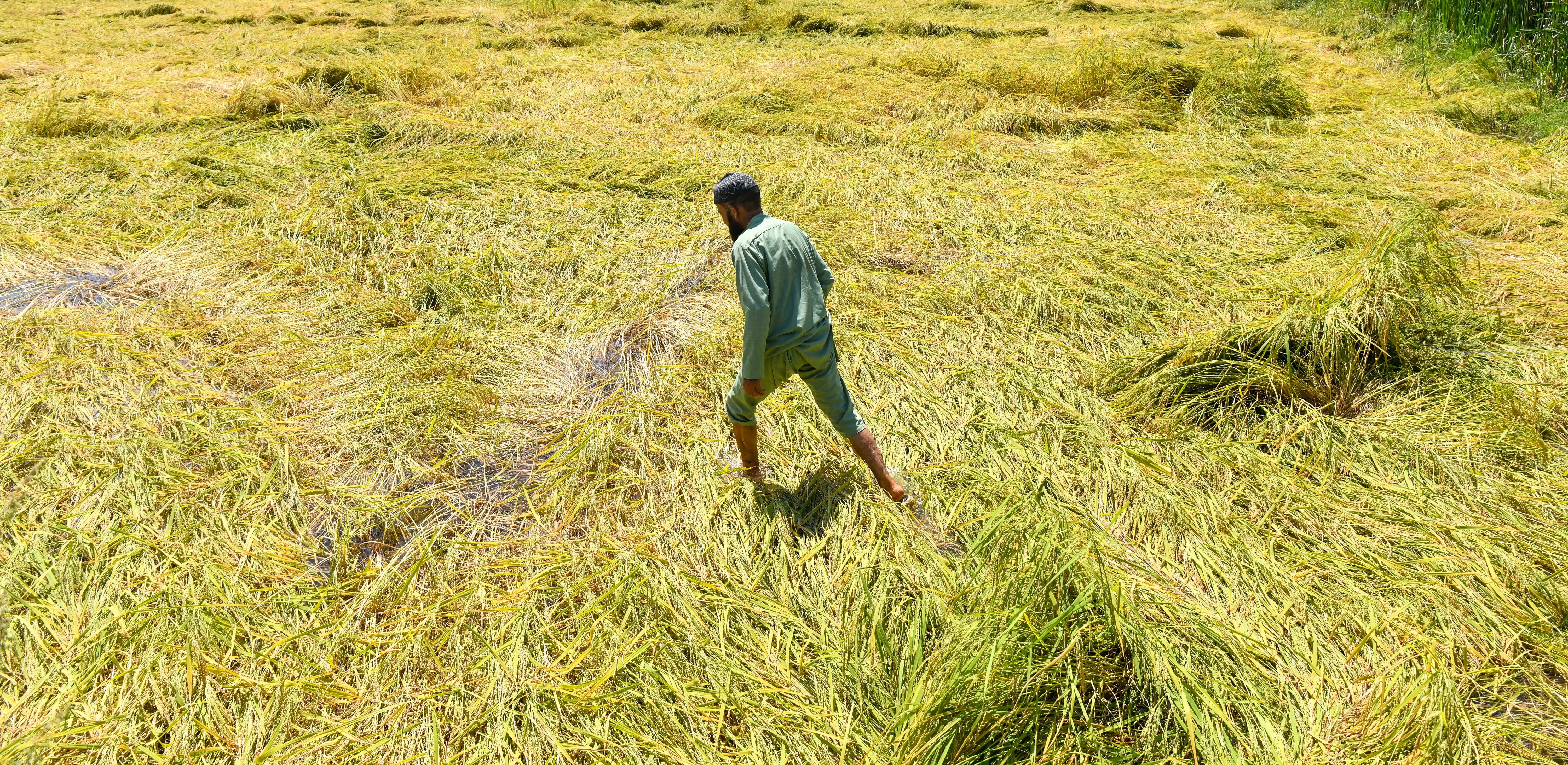 Has TN Extended the Deadline for Paddy Crop Insurance to Nov 30?