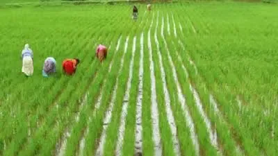 Will TN Farmers Celebrate as 'Mother Cauvery' Arrives to Boost Kuruvai Paddy Cultivation?
