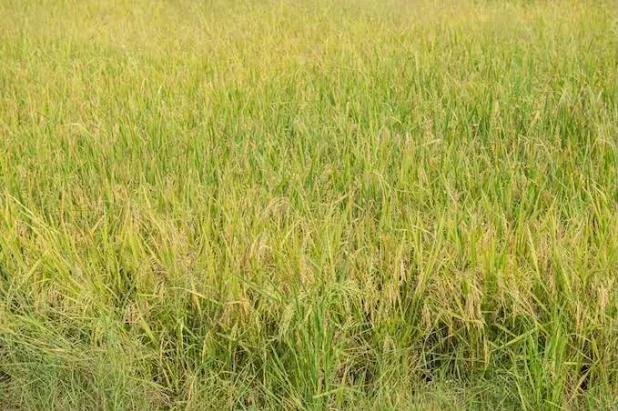 Wild rice weed hits 150 acres of paddy fields in Kanyakumari, farmers seek urgent govt aid