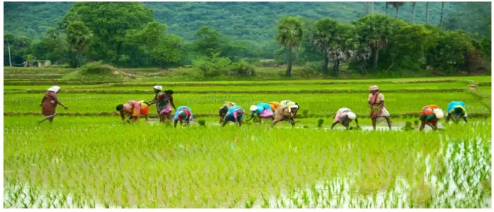 Tamil Nadu Farmers to Receive Training in Modern Paddy Cultivation Techniques in Japan, China, and Vietnam