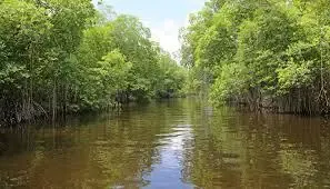 Is the TN government taking bold steps to restore Ennore Creek's mangroves?