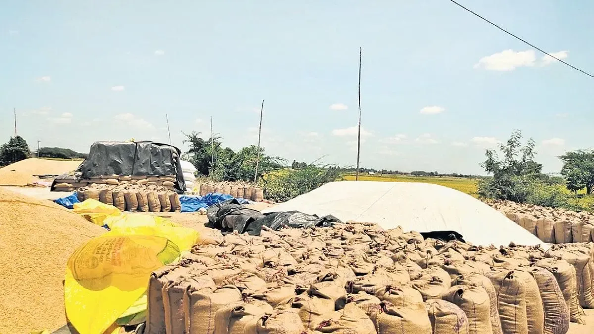 How is the TN government addressing Rs 143 crore in farmer dues after NCCF payment delays?