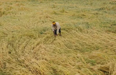 Tamil Nadu Launches Crop Damage Assessment Following Unseasonal Hailstorms