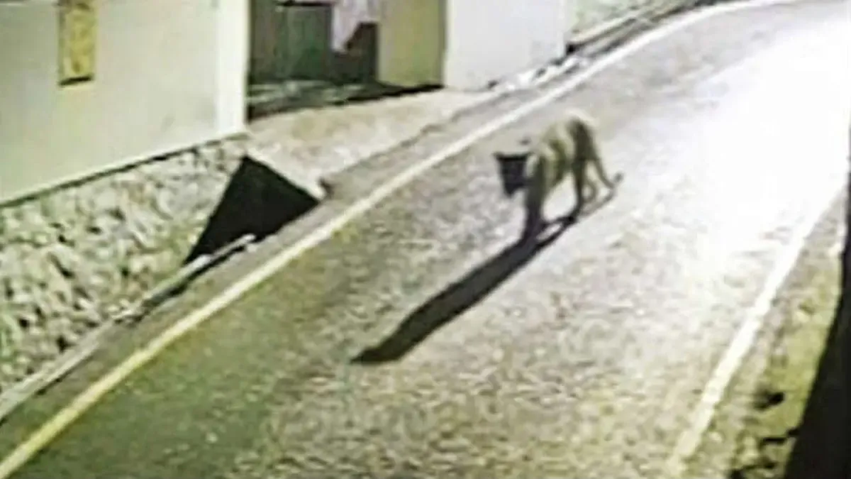 Leopard spotted in Kotagiri village sparks fear in Nilgiris; residents urge Forest Department action