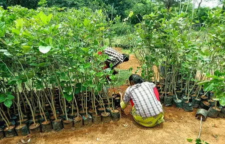 Tamil Nadu Implements Framework to Assess Urban Tree-Planting Climate Impact