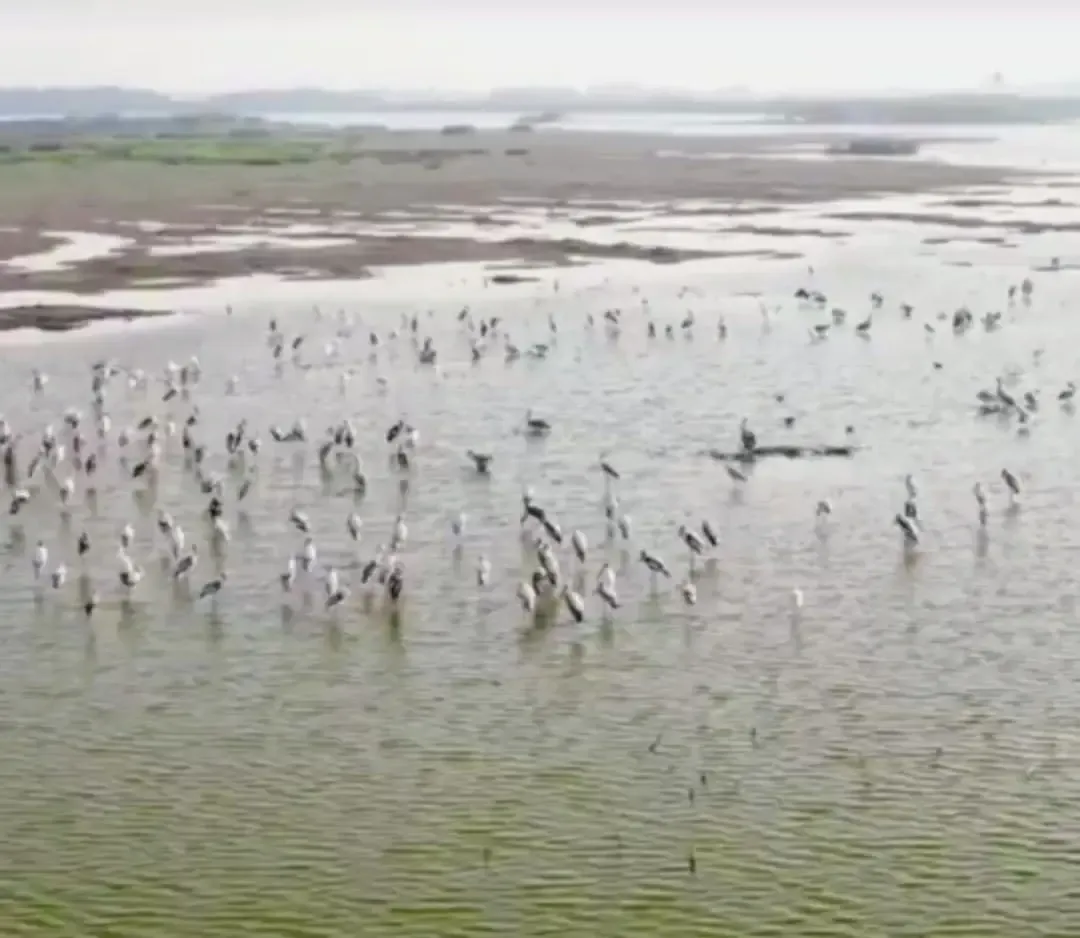 Is Tamil Nadu Proposing the Samanatham Tank as a Ramsar Site for Wetland Conservation?