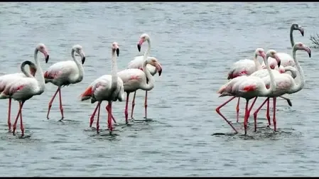 What Does the New Greater Flamingo Sanctuary in Dhanushkodi Mean for Conservation?