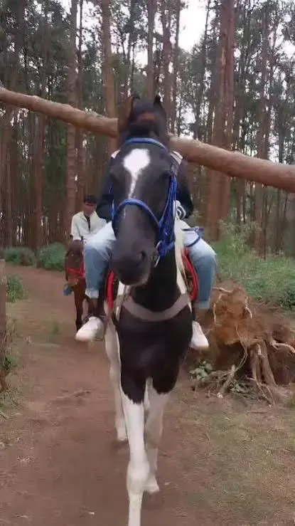 Are New Licensing Rules for Horse Joyrides in Tamil Nadu Enough to Prevent Cruelty?
