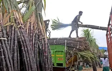 Why Are Farmers in Tamil Nadu Discontent with Red Sugarcane Procurement Prices?