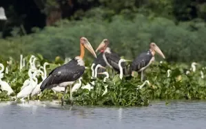 Tamil Nadu Revamps State Bird Authority to Incorporate Wetland Authority