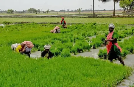 Will Tamil Nadu Achieve Its Ambitious Kuruvai Cultivation Target?
