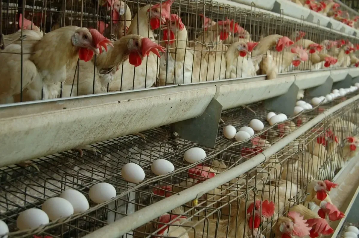 Is Tamil Nadu Heightening Surveillance Along the Kerala Border Due to Bird Flu?