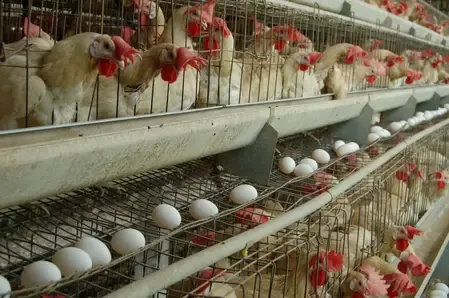 Is Tamil Nadu Heightening Surveillance Along the Kerala Border Due to Bird Flu?