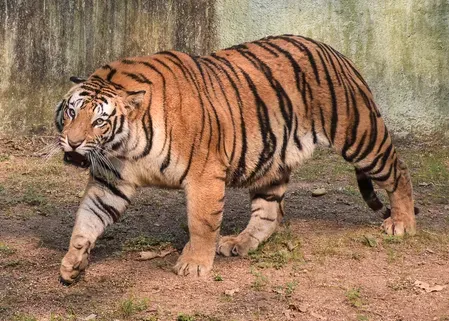 Gudalur two-day strike call over tiger attacks in Nilgiris, Aug 27-28