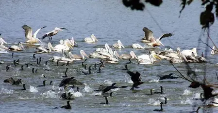 Will TN conduct a 2-day statewide terrestrial bird census today?