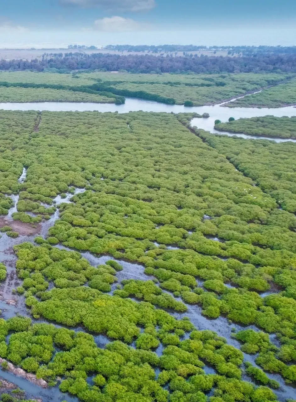 Will TN Restore Mangroves with Direct World Bank Funding to Village Councils?