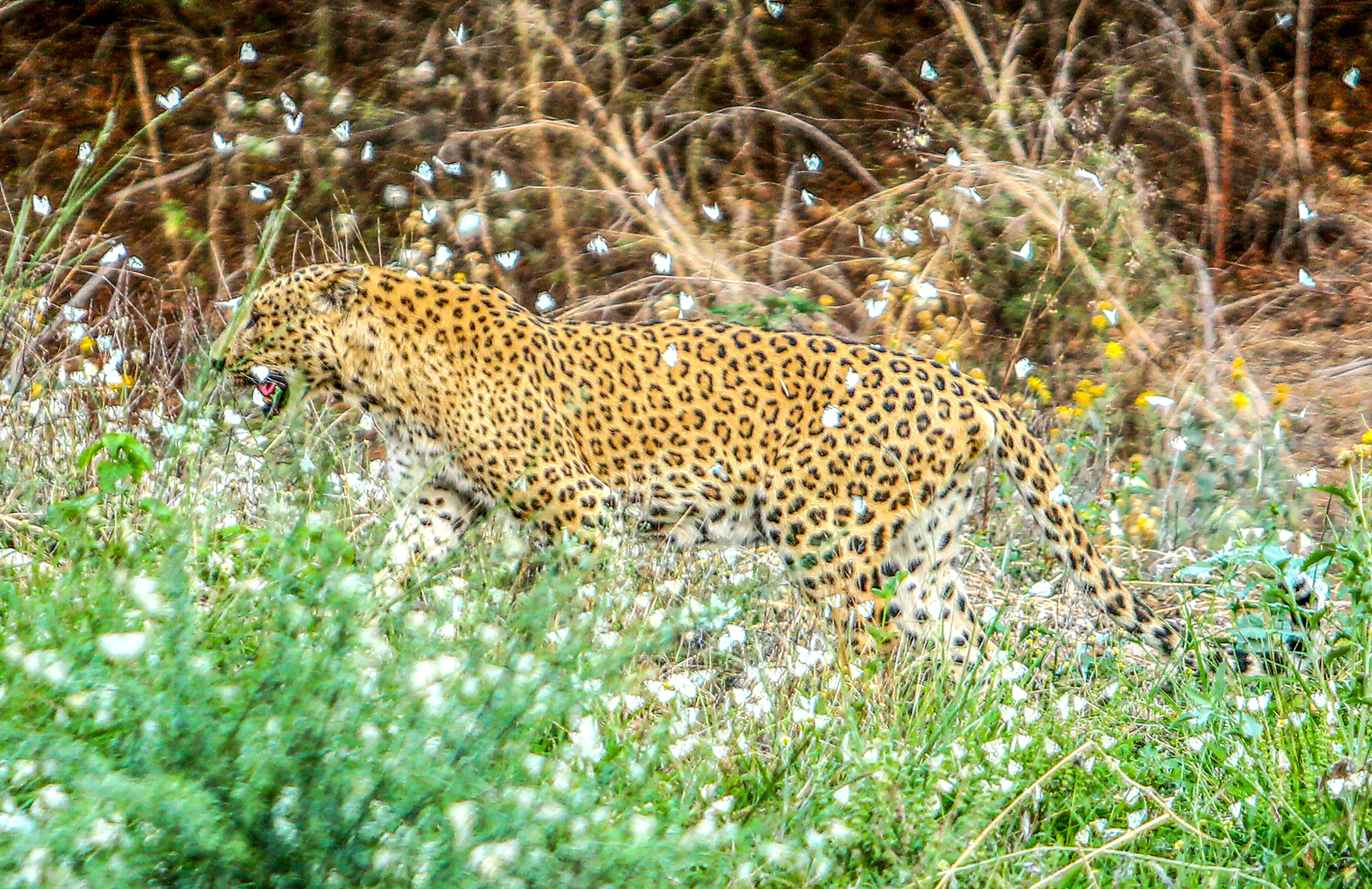 Why Are TN Villagers Protesting in Erode Over a Leopard After the Death of 2 Cow Calves?